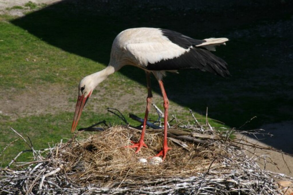 Samsun Kızılırmak Deltası Kuş Cennetinden doğa manzaraları