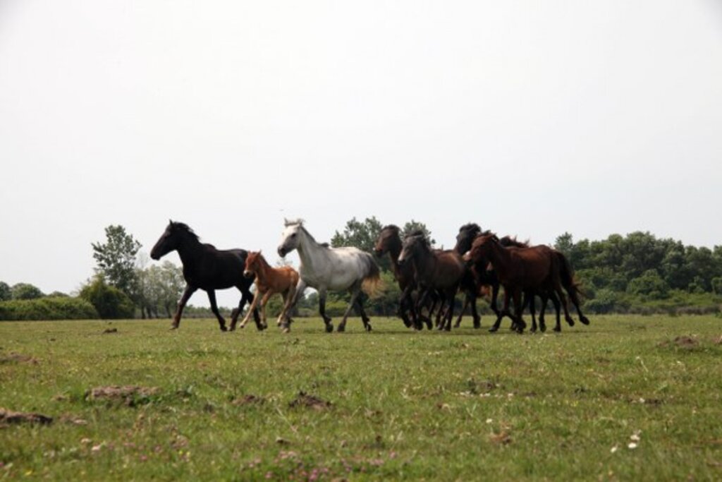 Samsun Kızılırmak Deltası Kuş Cennetinden doğa manzaraları