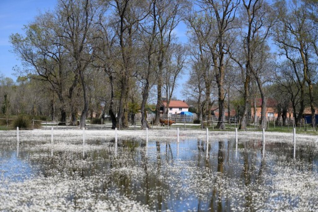 Samsun'da Kızılırmak Deltası Kuş Cenneti'nden muhteşem doğa fotoğrafları