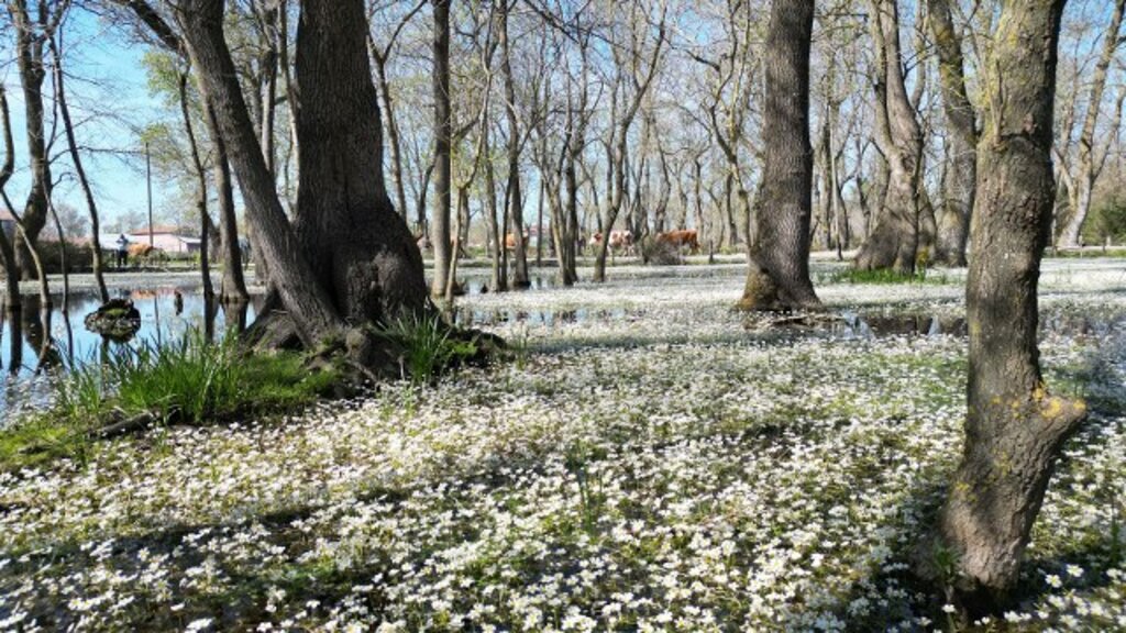 Samsun'da Kızılırmak Deltası Kuş Cenneti'nden muhteşem doğa fotoğrafları