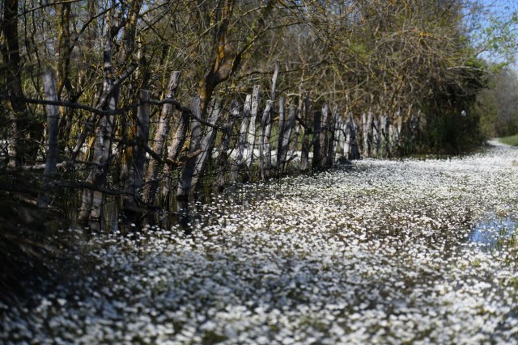 Samsun'da Kızılırmak Deltası Kuş Cenneti'nden muhteşem doğa fotoğrafları