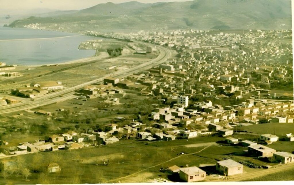 Samsun'da bir zamanlar zeytin ağaçları vardı!
