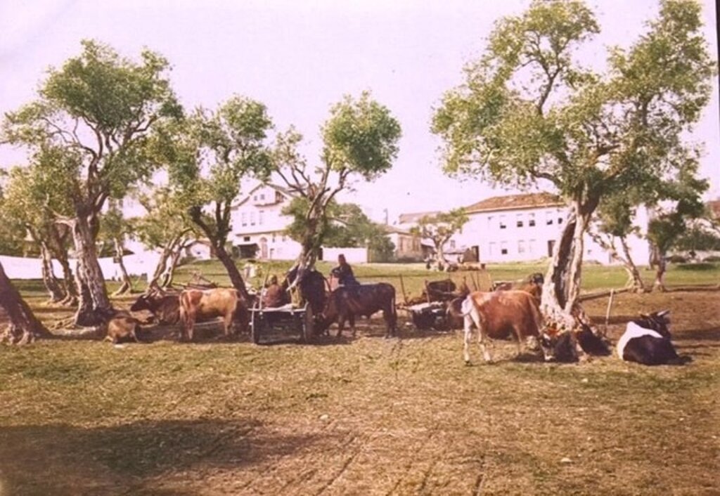 Samsun'da bir zamanlar zeytin ağaçları vardı!