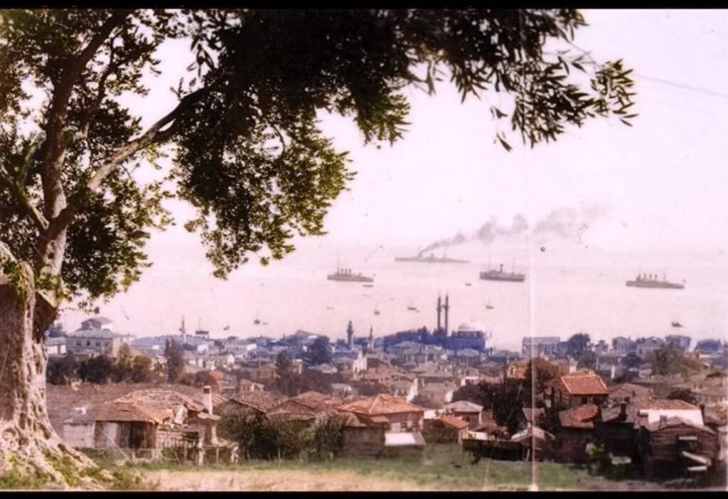Samsun'da bir zamanlar zeytin ağaçları vardı!