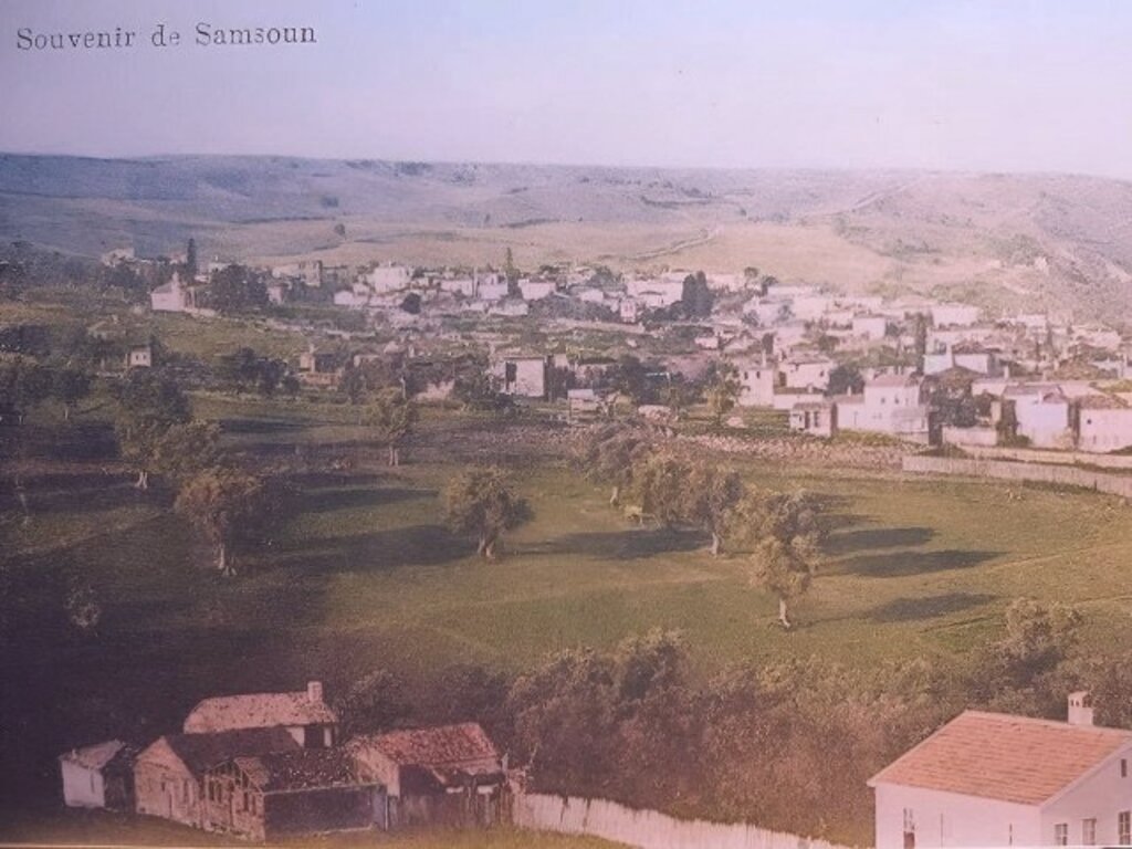 Samsun'da bir zamanlar zeytin ağaçları vardı!