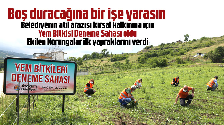 Samsun'da Atakum Belediyesi atıl araziye kırsal kalkınma için Korunga ekimi yaptı
