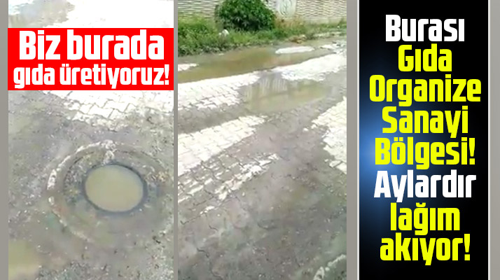 Samsun Gıda Organize Sanayi Bölgesinde aylardır lağım suları akıyor
