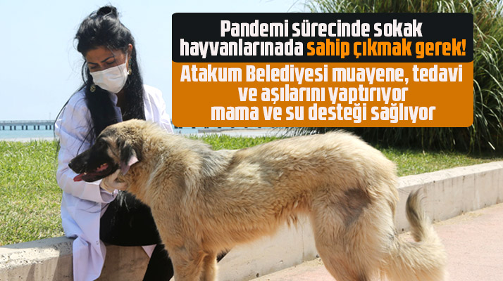 Samsun'da CHP'li Atakum Belediyesi sokak hayvanlarına destek ekibi ile sahip çıkıyor