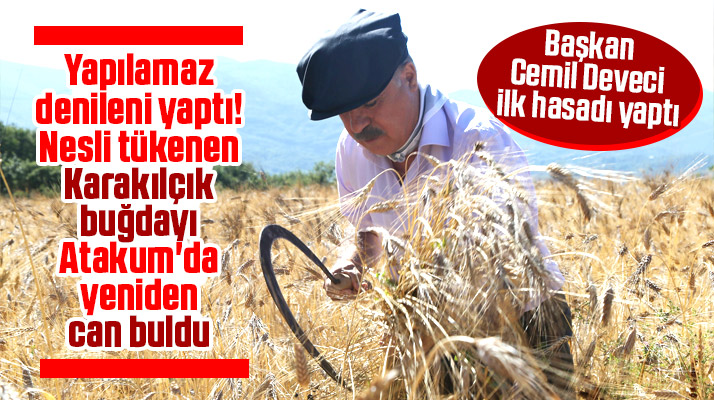 Atakum Belediye Başkanı Cemil Deveci Karakılçık buğdayının ilk hasadını yaptı