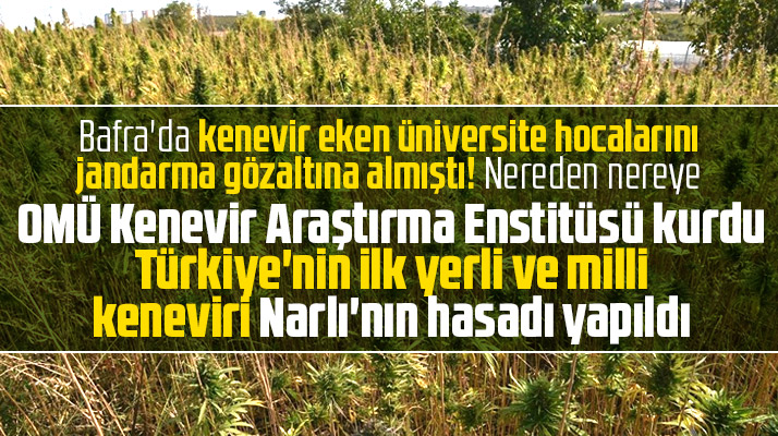 Samsun'da Türkiye'nin ilk yerli ve milli Keneviri Narlı'nın hasadı yapıldı