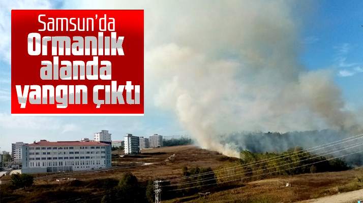 Samsun'da Kışla mahallesinde yer alan ormanlık alanda yangın