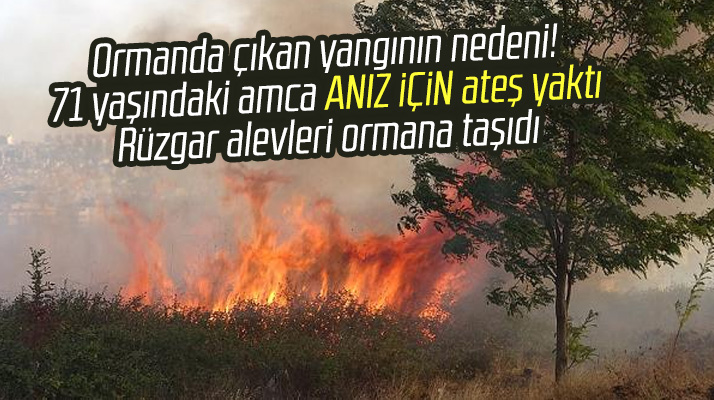 Samsun'da Kışla mahallesinde çıkan orman yangınına yakılan anızlar neden oldu