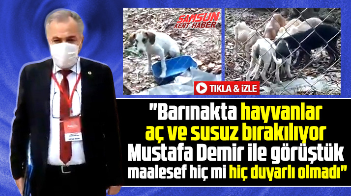 Samsun'da hayvan barınağında hayvanlar aç ve susuz bırakılıyor iddiası!