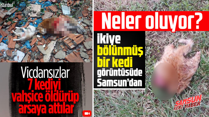 Samsun'da ikiye bölünmüş kedi cesedi şoku!