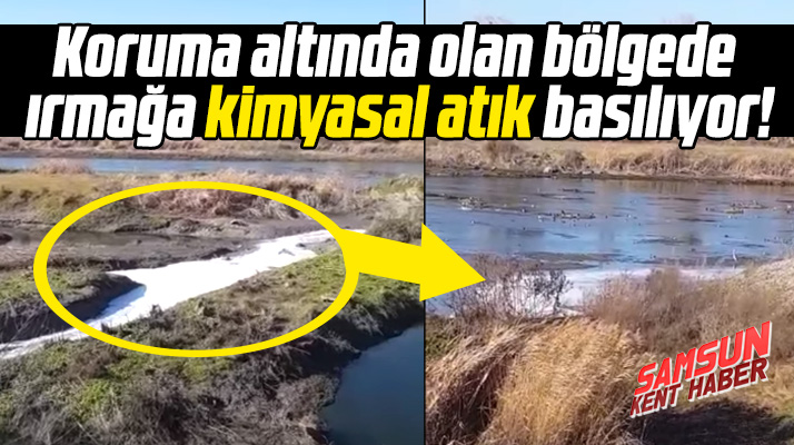 Samsun'un Bafra ilçesinde koruma altındaki alanda ırmağa kimyasal atık atılıyor