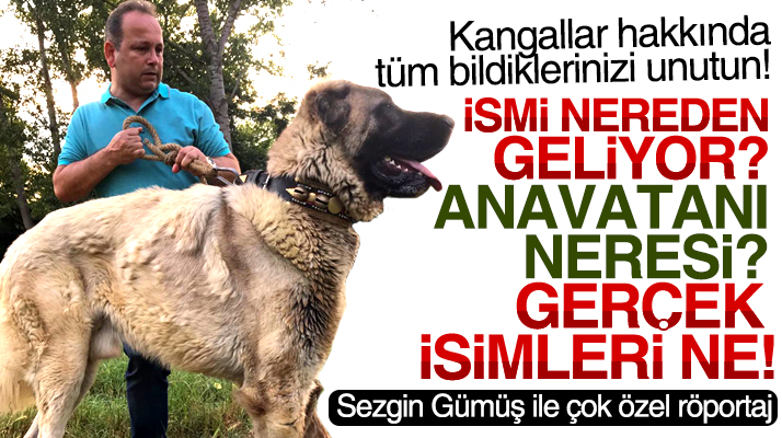 Samsunlu iş adamı Sezgin Gümüş kangal köpeklerinin bilinmeyenlerini anlattı