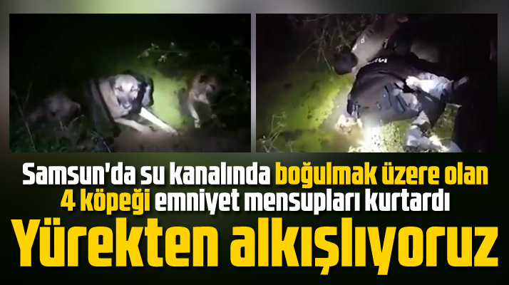 Samsun'da su kanalına düşen 4 köpeği polis ve bekçiler kurtardı