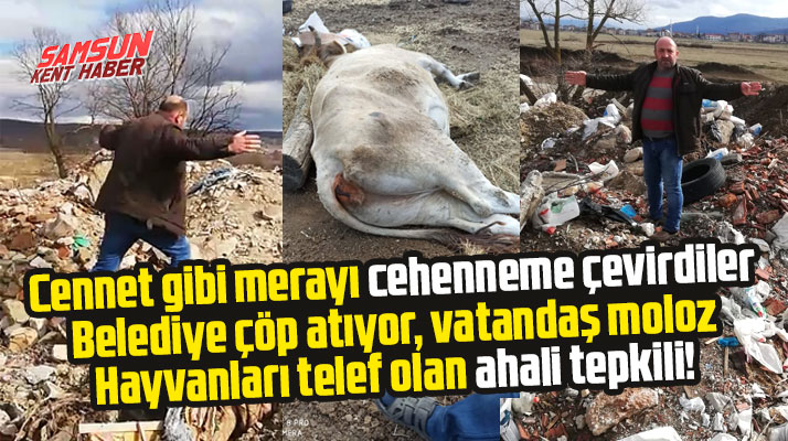 Samsun'un Ladik ilçesinde mera alanına atılan çöpler büyükbaş hayvanları zehirliyor