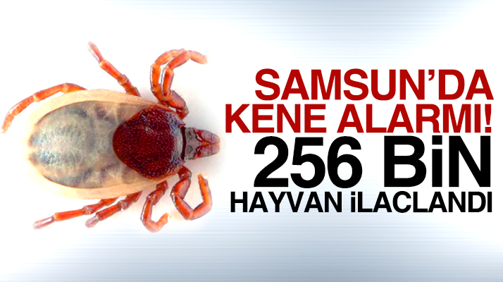 Samsun'da kene alarmı! 256 bin hayvan ilaçlandı