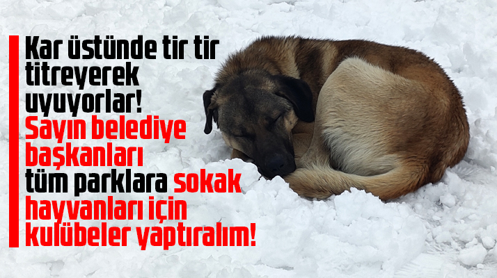 Samsun'da sokak köpeğinin kar üstünde tir tir titreyerek uyuması yürek burktu