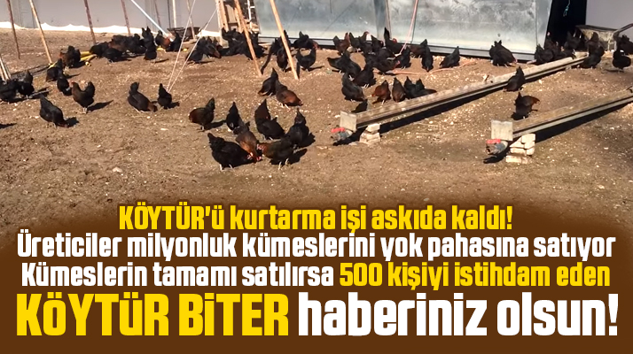 KÖYTÜR'e üretim yapan milyonluk kümesler yok pahasına satılmaya başlandı