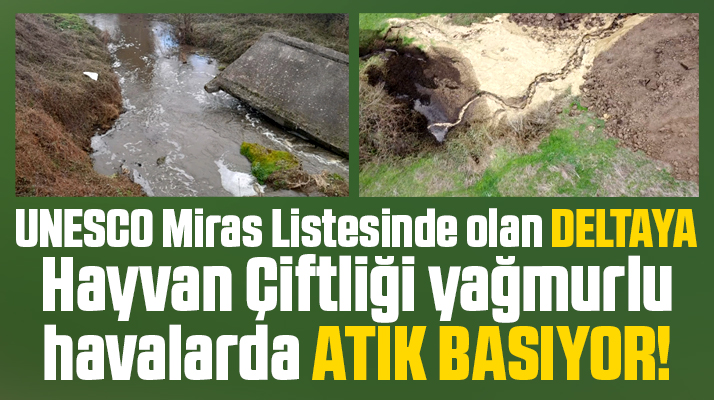 Samsun'da Kızılırmak Deltasına Hayvan Çiftliği pis atık su basıyor iddiası