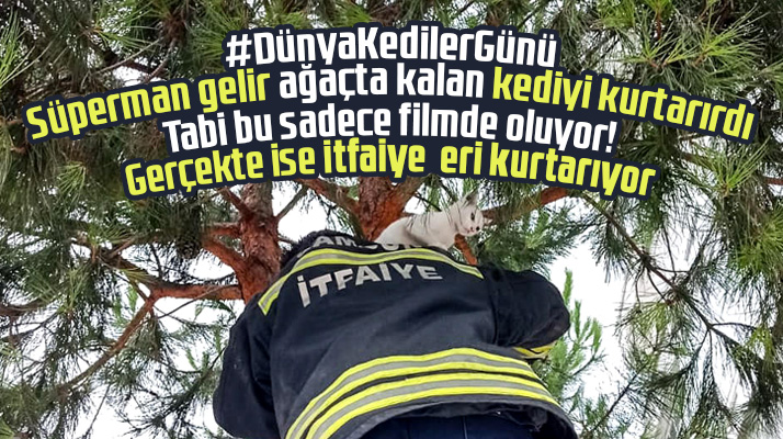 Samsun'da Dünya Kediler Gününde ağaçta kalan kediyi itfaiye eri kurtardı