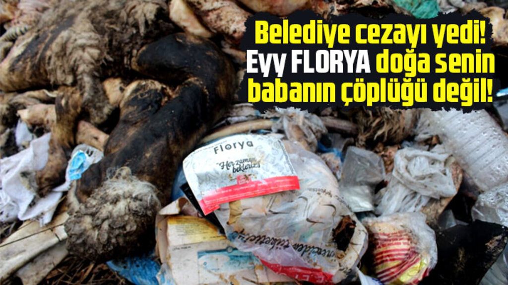 Samsun'da Florya Et Entegre hayvansal atıkları doğaya atıyor