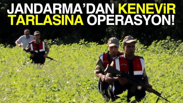 Samsun'un Ladik ilçesinde jandarmadan kenevir tarlasına operasyon