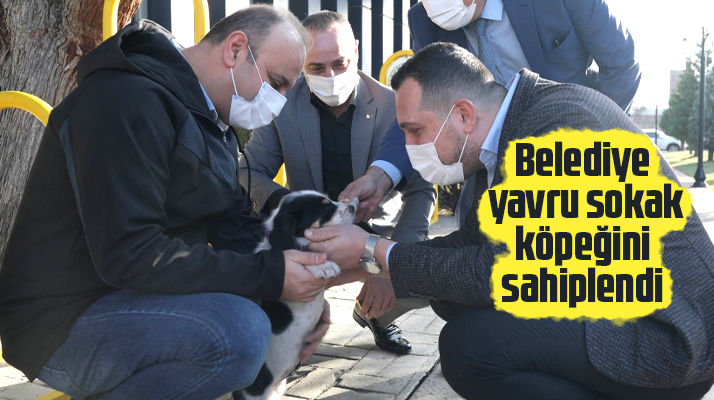 Samsun'da Atakum Belediyesi yavru sokak köpeğini sahiplendi
