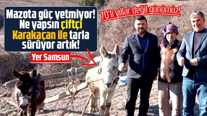 Samsun Vezirköprü'de traktörüne mazot alamayan çiftçi tarlasını eşeklerle sürdü