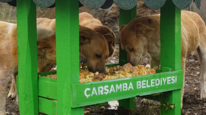 Çarşamba'da yemek atıkları sokak hayvanlarına mama oluyor