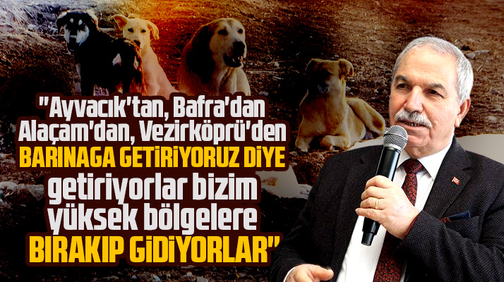 Necattin Demirtaş'tan sokak hayvanları açıklaması! Getirip bırakıp gidiyorlar