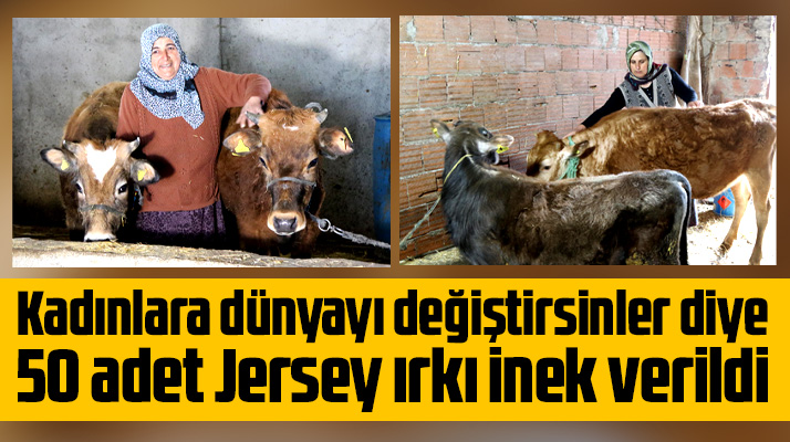 Samsun'da Atakum Belediyesi 25 kadına 50 Jersey ırkı inek verdi