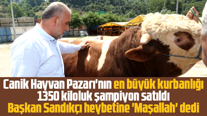 Samsun'da 1350 kiloluk kurbanlık Canik Hayvan Pazarında satıldı