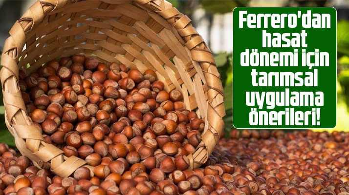 Fındık hasadı yapılırken nelere dikkat edilmeli? Ferrero Fındık önerilerde bulundu