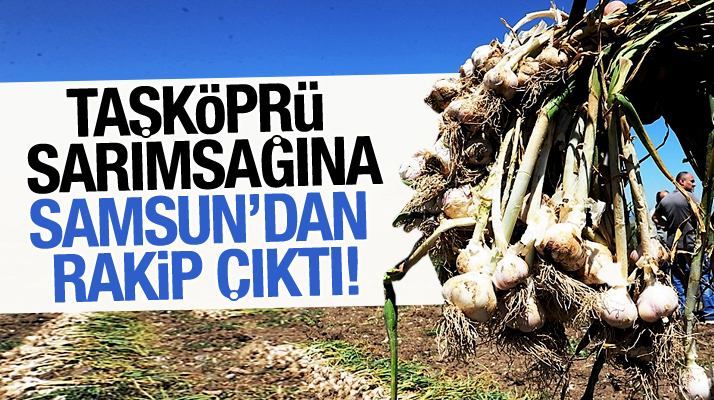 Samsun sarımsağı Taşköprü'ye rakip oldu