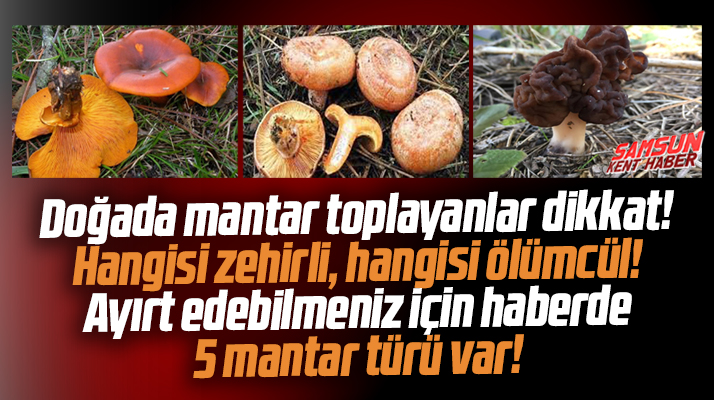 Samsun'da mantar uyarısı! Hangisi zehirli, hangisi ölümcül! İşte o mantarlar