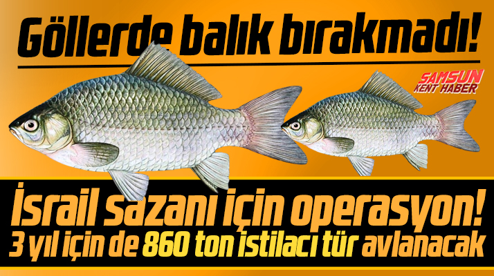 Samsun'da İsrail Sazanı operasyonu! 3 yıl içinde 860 ton tür avlanacak