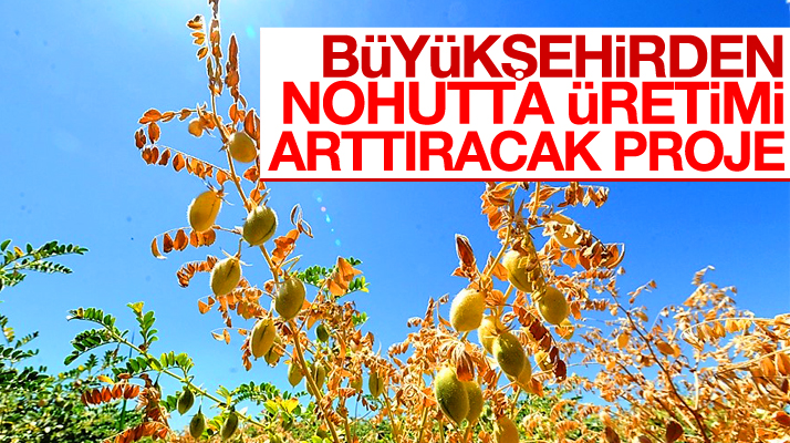 Samsun Büyükşehir Belediyesinden nohutta üretimi arttıracak proje