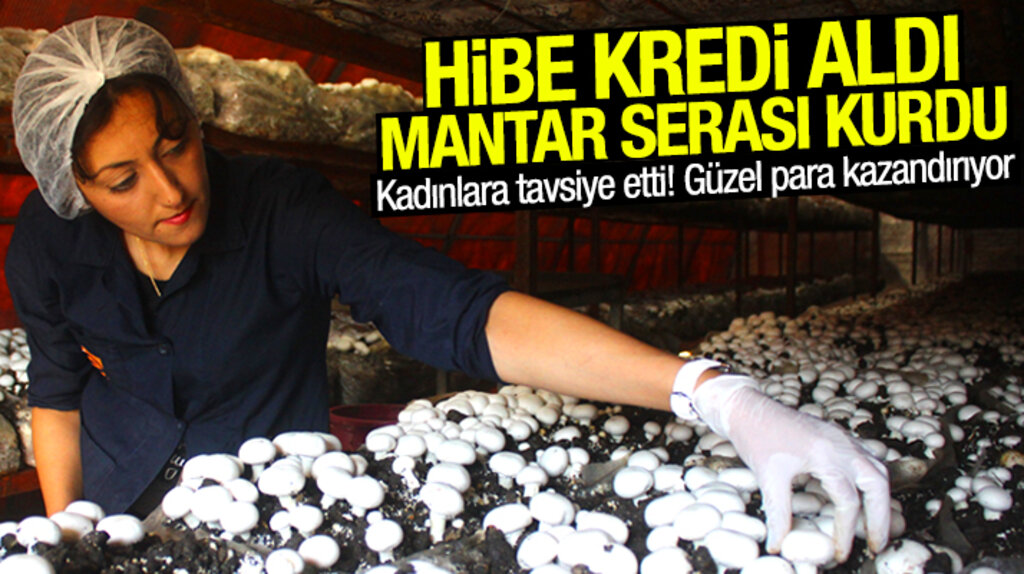 Samsun'da iki çocuk annesi Emine Tuğ hibe desteği ile mantar serası kurdu