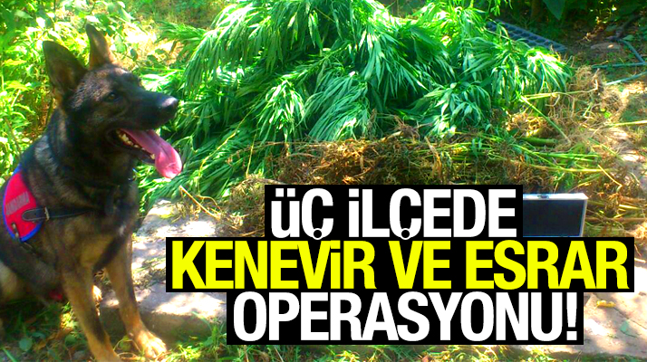 Samsun'da üç ilçede kenevir ve esrar operasyonu