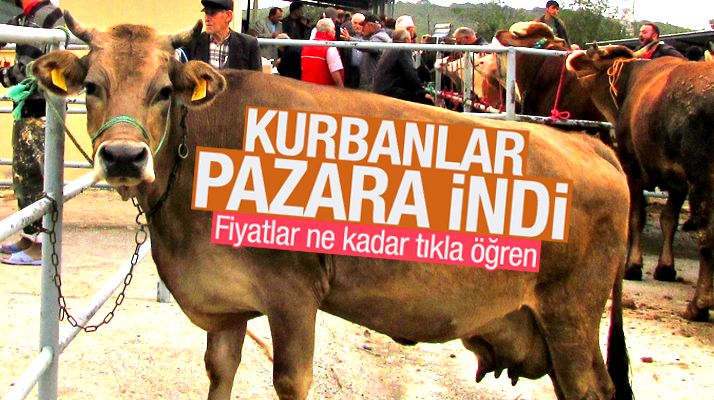 Samsun'un Kavak ilçesinde Doruk Canlı Hayvan Pazarına kurbanlıklar indi