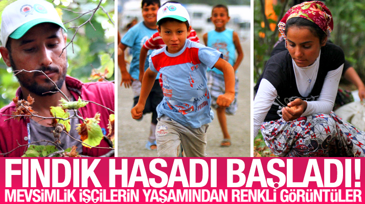 Samsun Çarşamba'da fındık hasadı başladı mevsimlik işçiler çadırlarını kurdu