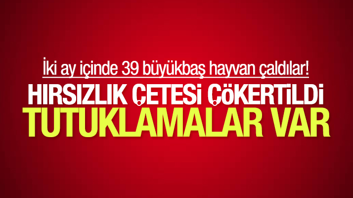 Samsun Atakum'da 39 büyükbaş hayvan çalan 4 hırsızdan 2'si tutuklandı