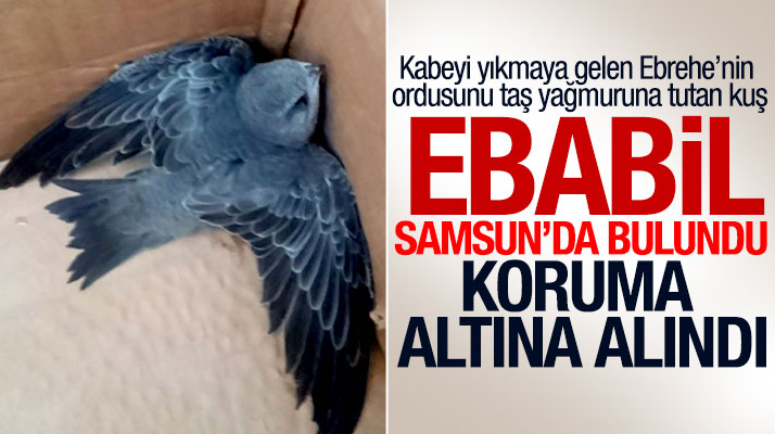 Samsun'da Fil Suresinde geçen Ebabil kuşunun yavrusu koruma altına alındı