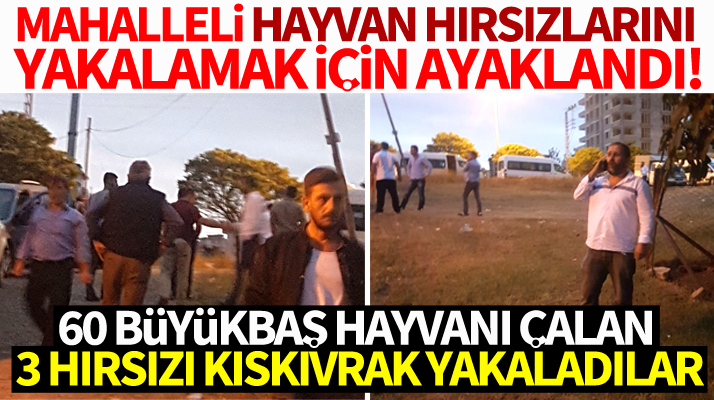 Samsun'da 60 büyükbaş hayvanı çalan 3 hırsızı mahalle halkı yakaladı