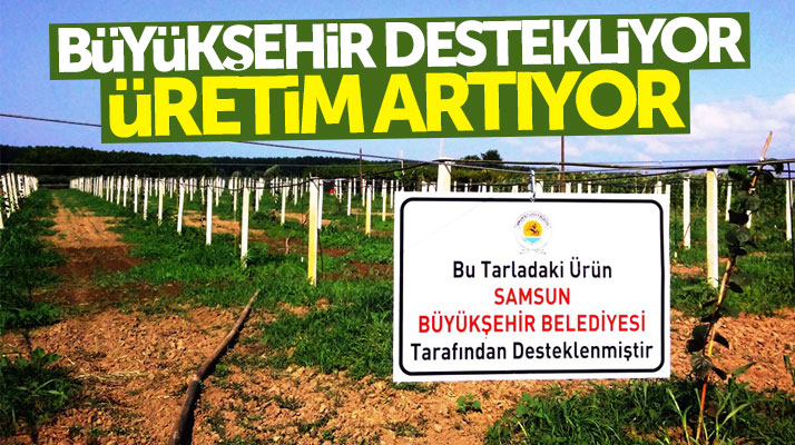 Samsun Büyükşehir destekliyor kivi ve şeftali üretimi artıyor