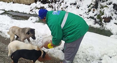 Samsun'da Canik Belediyesi ekipleri sokak hayvanlarına mama ve su desteği verdi