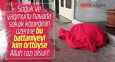 Samsun'da soğuk havada yerde yatan sokak köpeğinin üzerine battaniye örtüldü